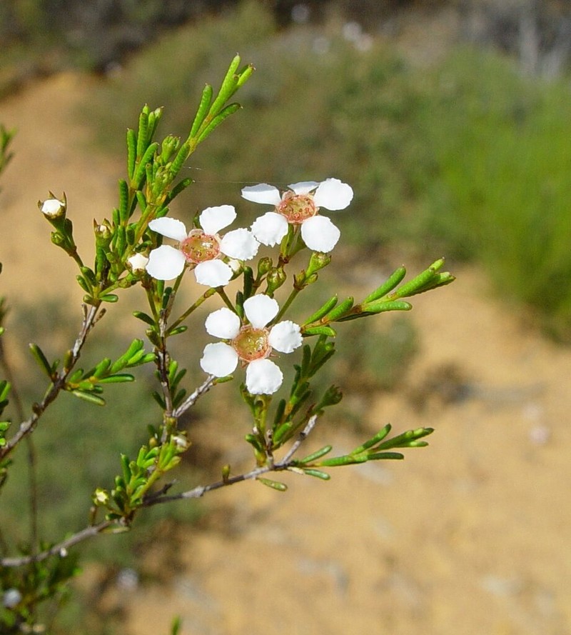 Baeckea elderiana photo 4