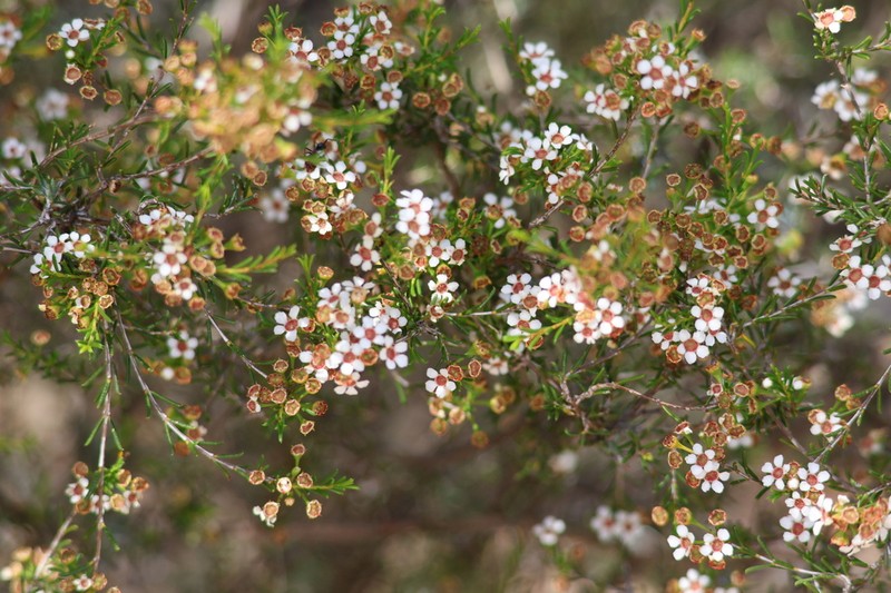 Baeckea elderiana photo 5