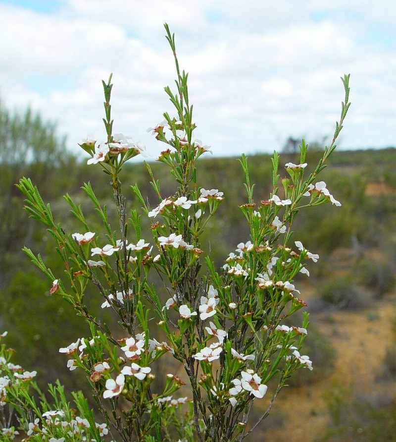 Baeckea elderiana photo 6