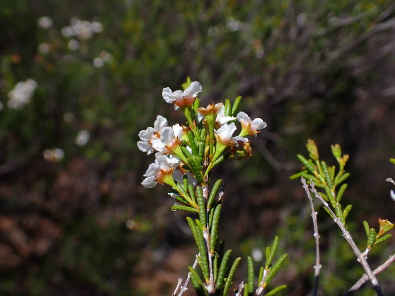 Baeckea elderiana photo 8