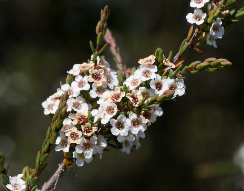 Baeckea gunniana