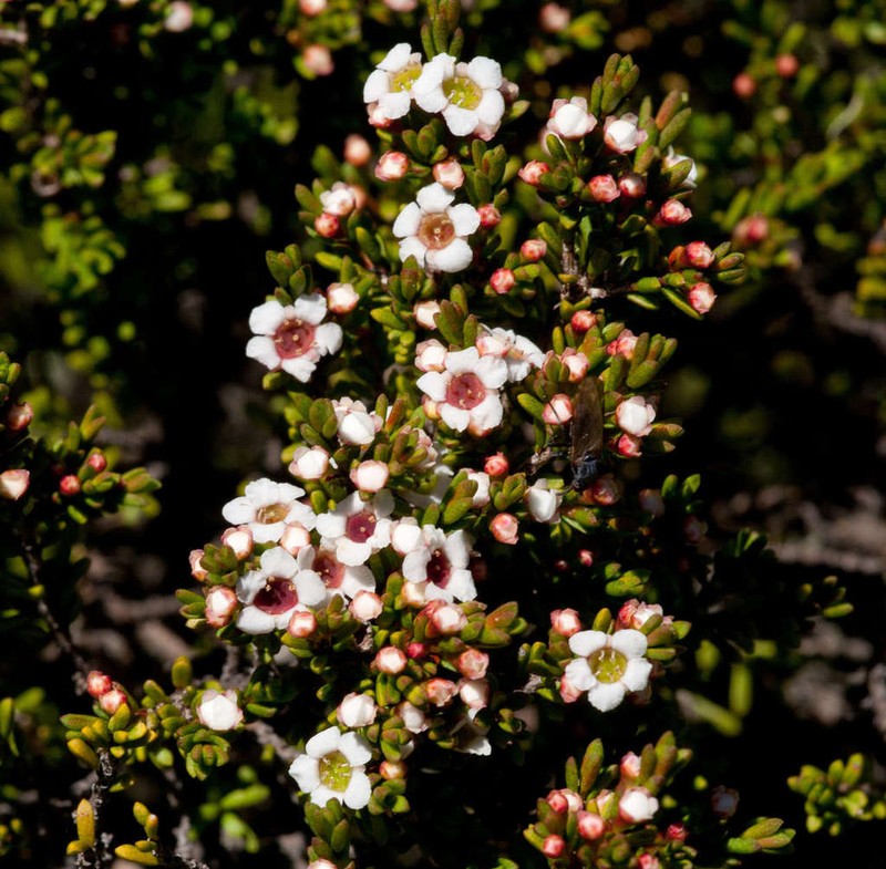 Baeckea gunniana photo 2