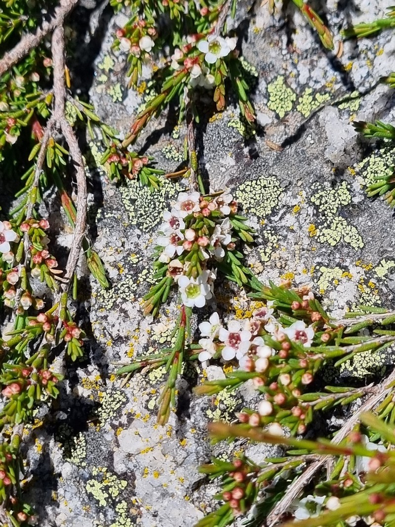 Baeckea gunniana photo 3