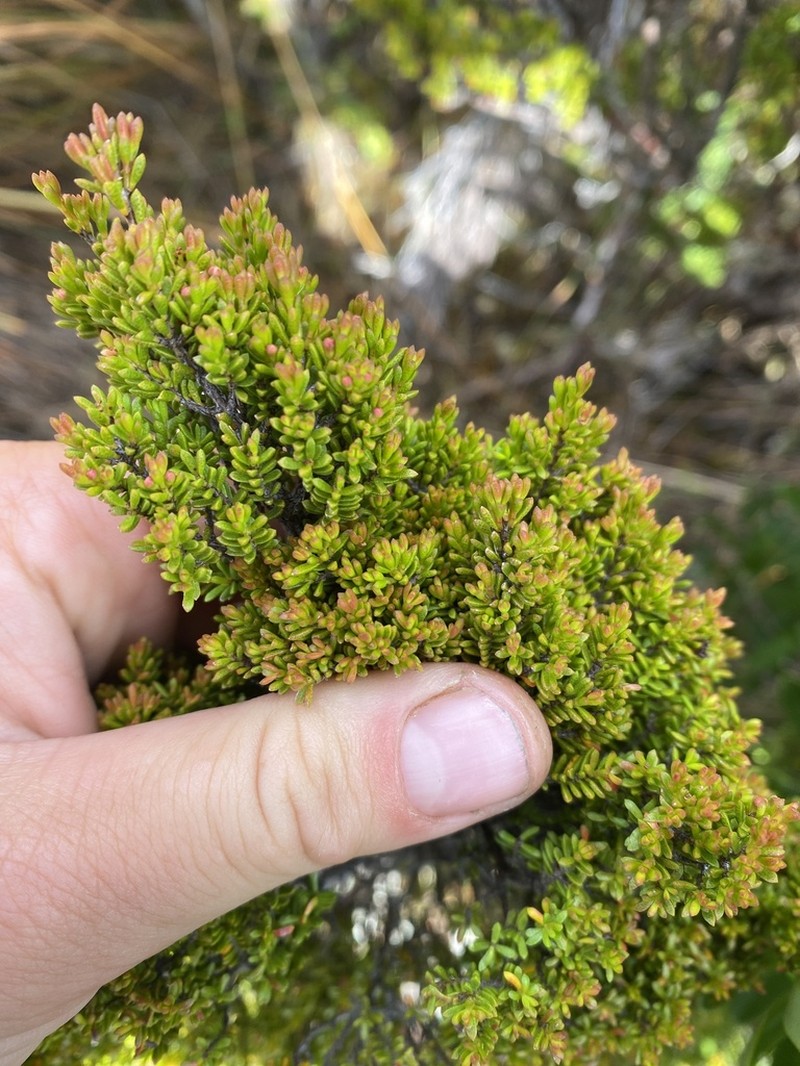 Baeckea gunniana photo 5