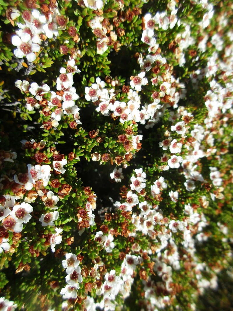 Baeckea gunniana photo 6