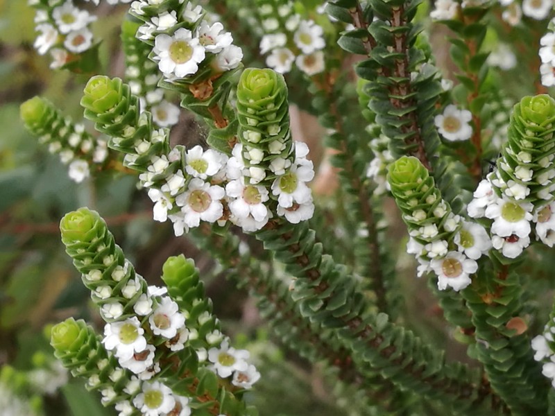 Baeckea imbricata