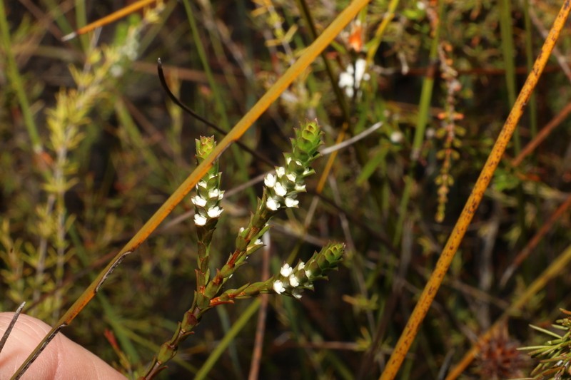 Baeckea imbricata photo 2
