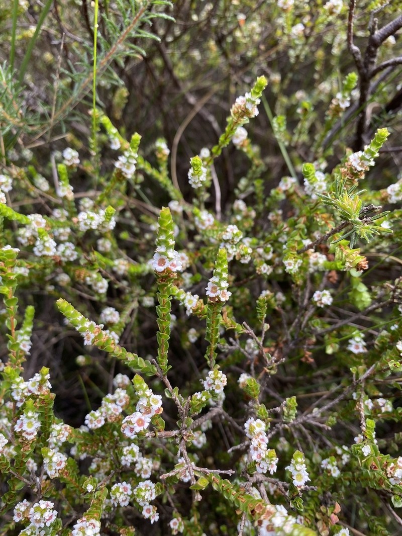 Baeckea imbricata photo 3