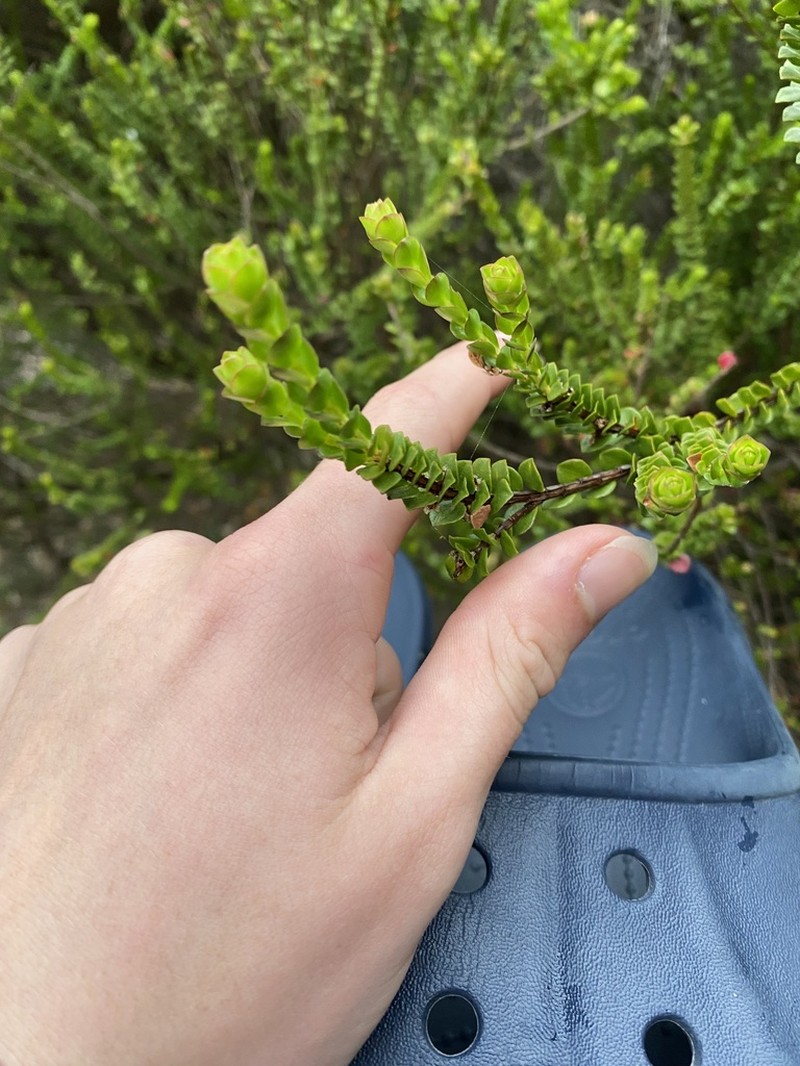 Baeckea imbricata photo 4