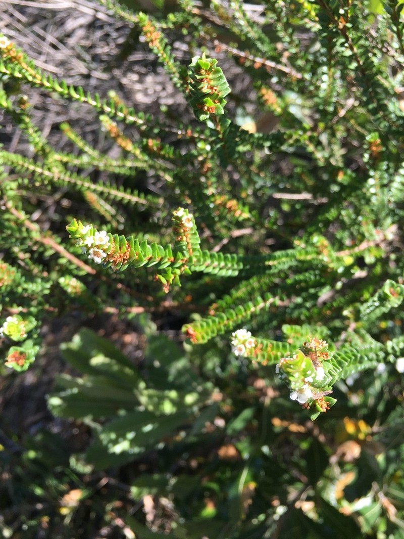 Baeckea imbricata photo 5