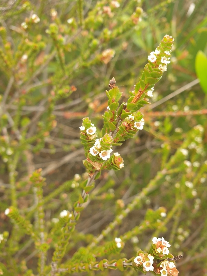 Baeckea imbricata photo 6