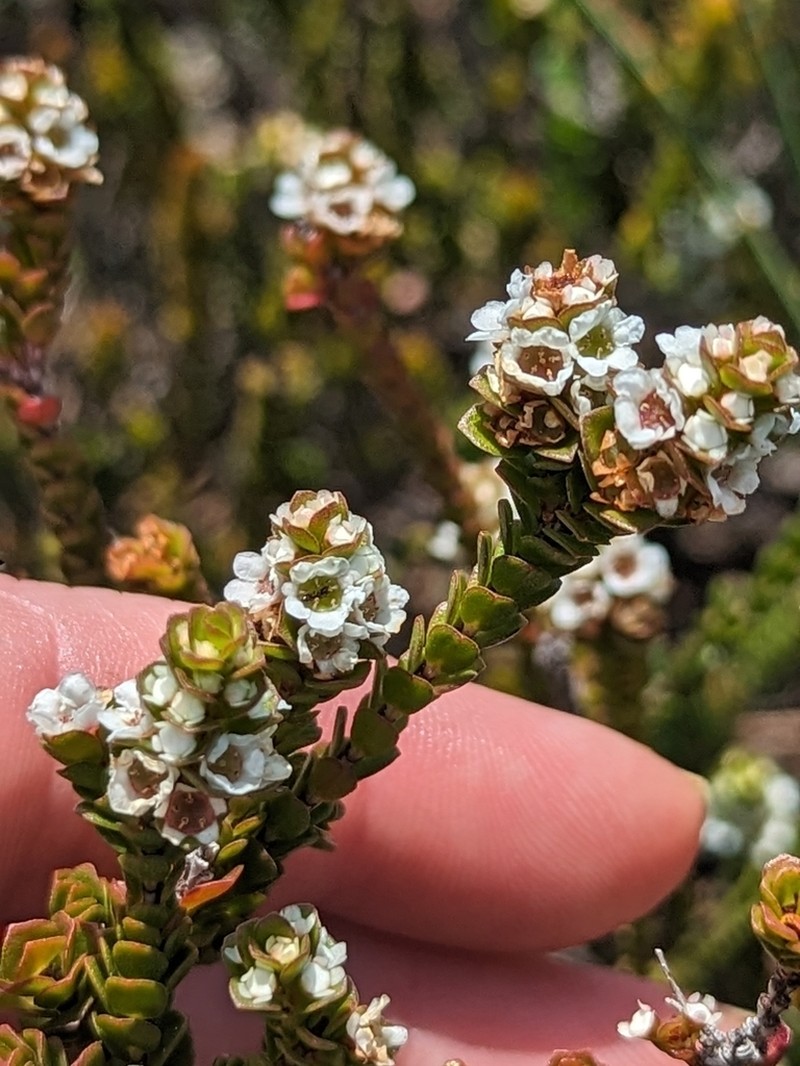 Baeckea imbricata photo 7