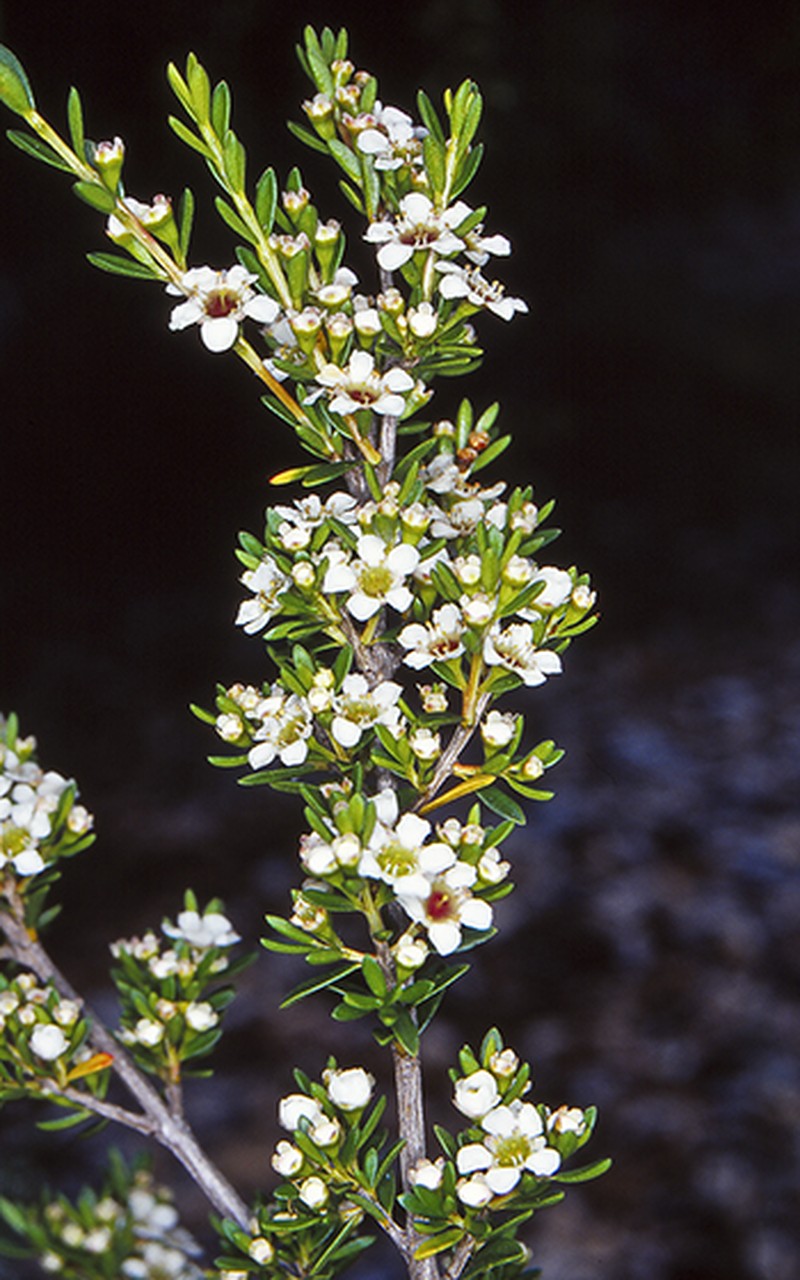 Baeckea latifolia