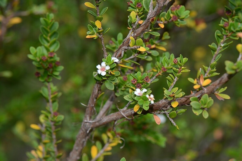 Baeckea latifolia photo 2