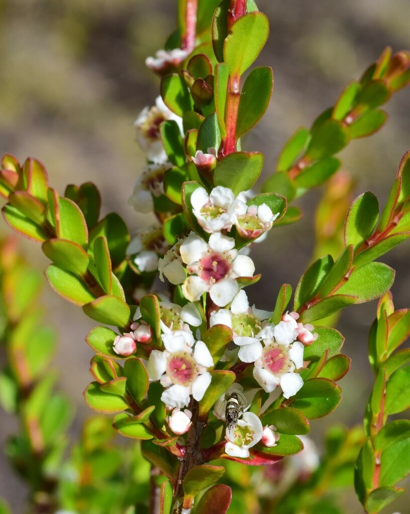 Baeckea latifolia photo 3