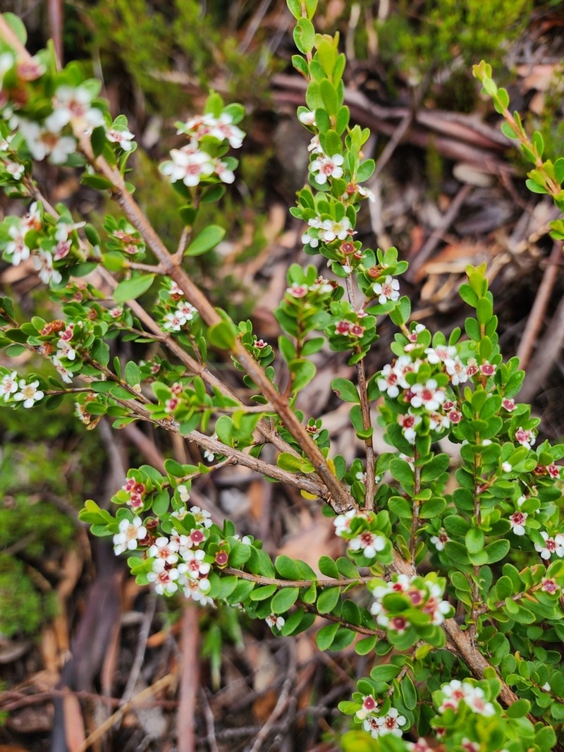 Baeckea latifolia photo 4