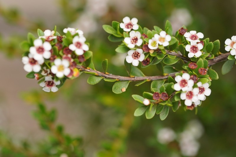 Baeckea latifolia photo 5