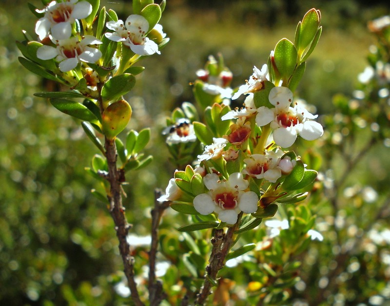 Baeckea latifolia photo 6