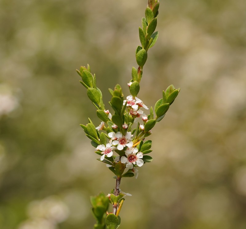Baeckea latifolia photo 7