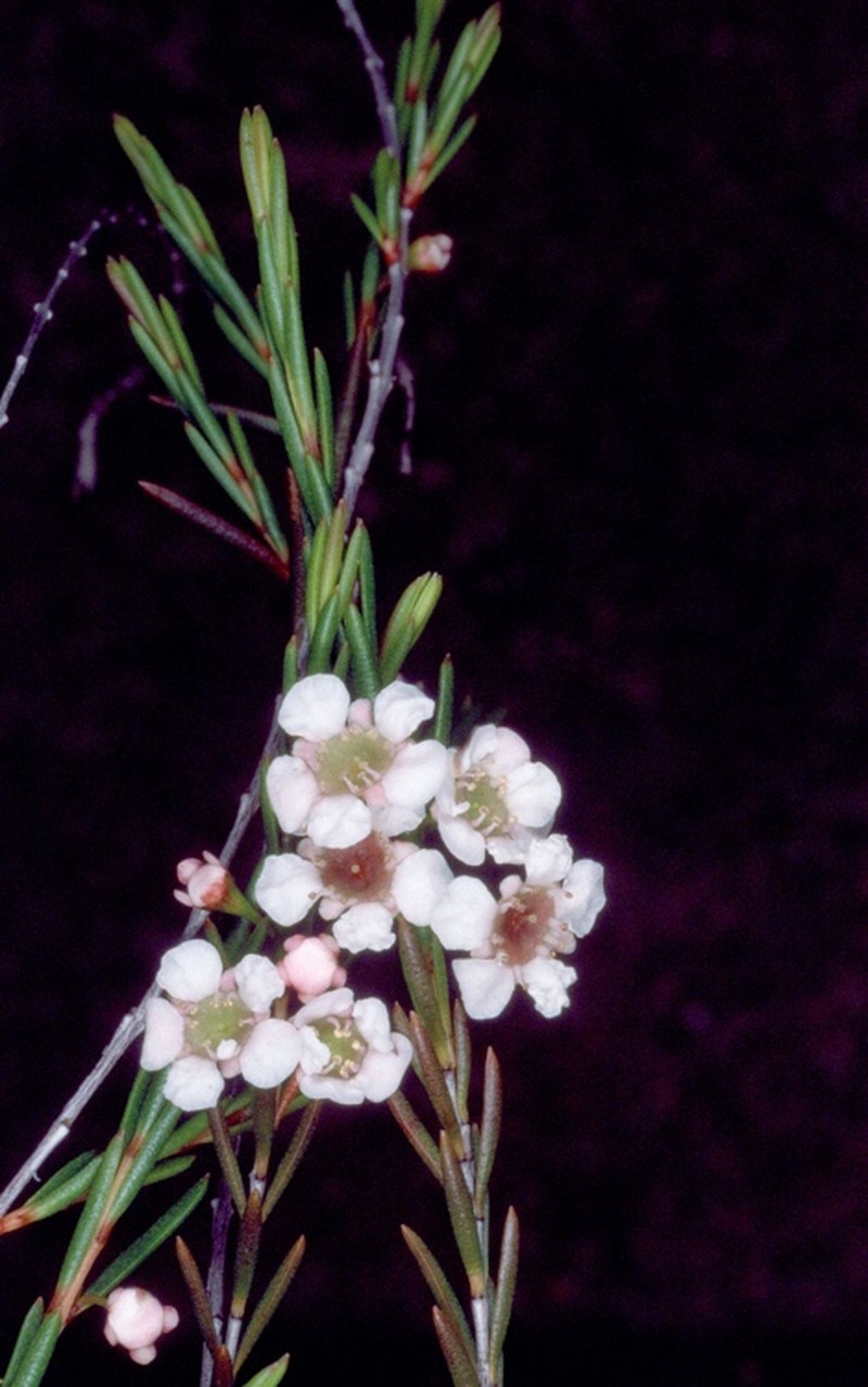 Baeckea leptocaulis