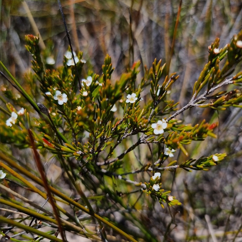 Baeckea leptocaulis photo 2