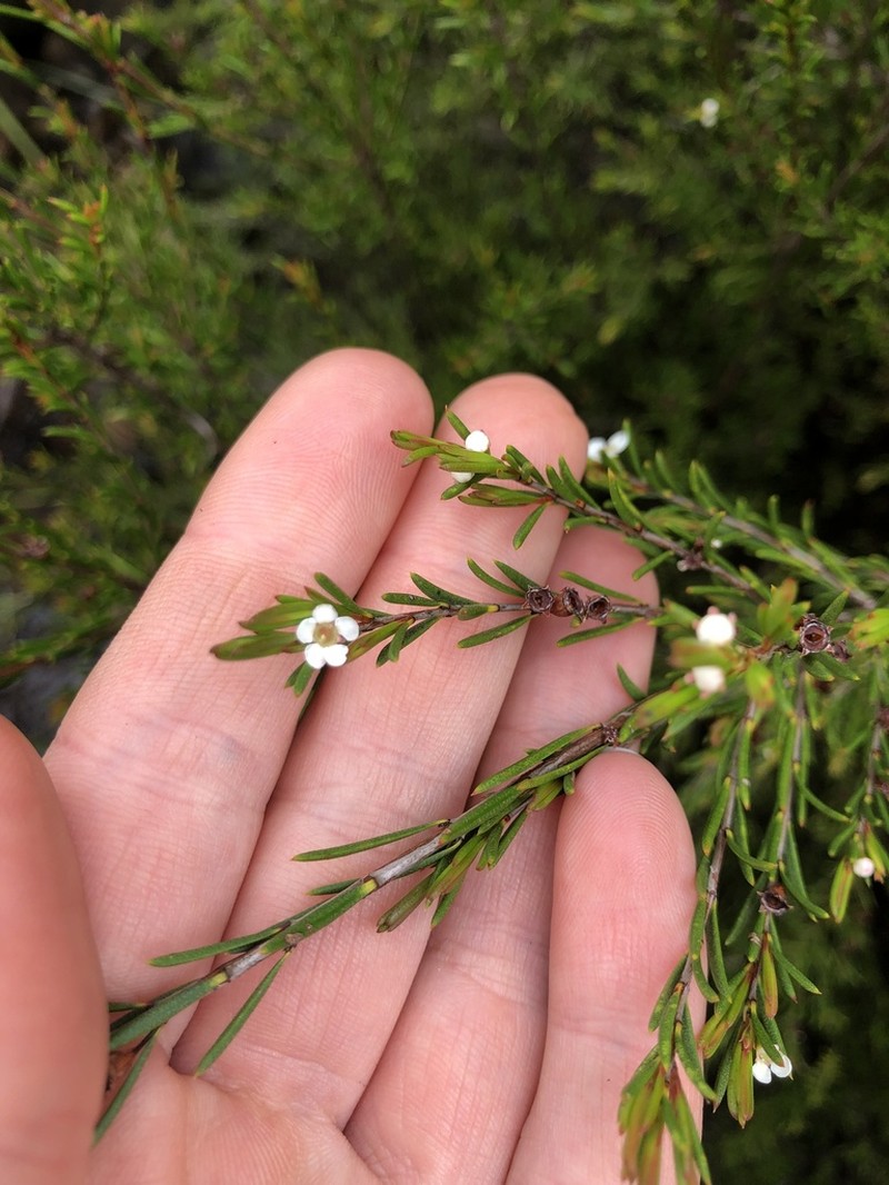 Baeckea leptocaulis photo 3