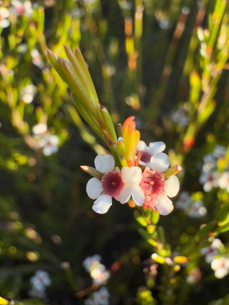 Baeckea leptocaulis photo 4
