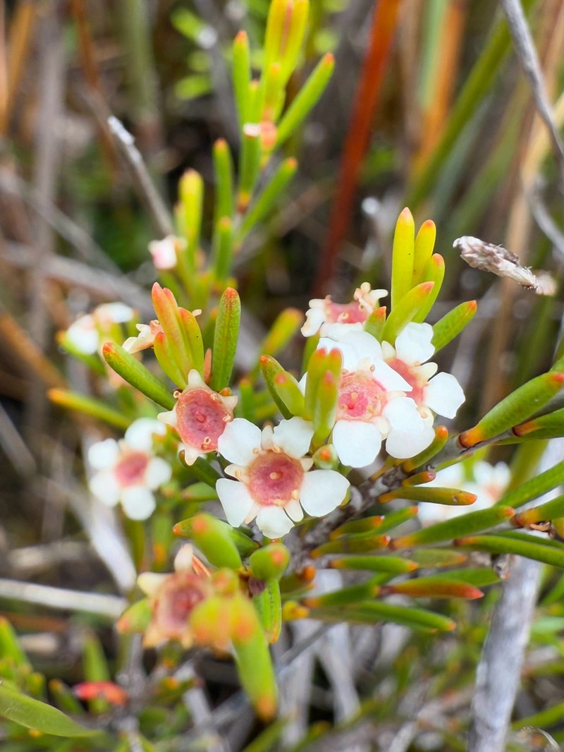 Baeckea leptocaulis photo 5