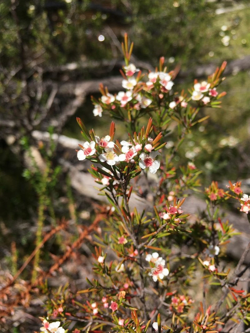 Baeckea leptocaulis photo 6