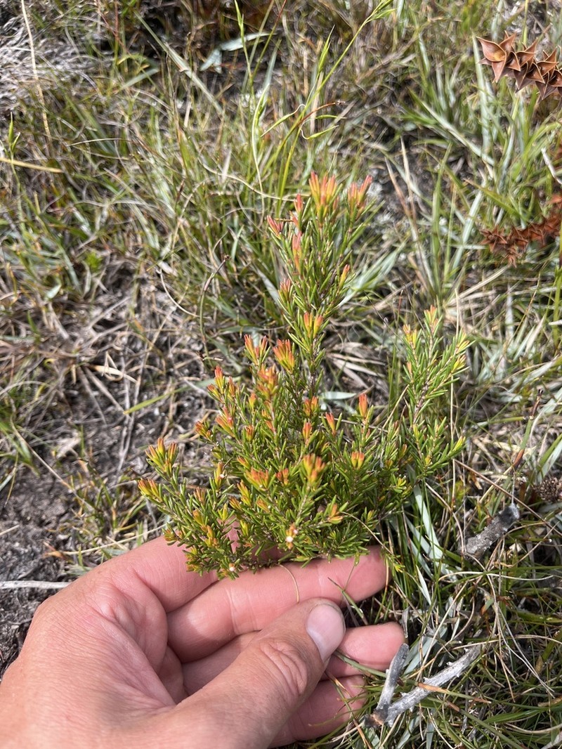 Baeckea leptocaulis photo 7