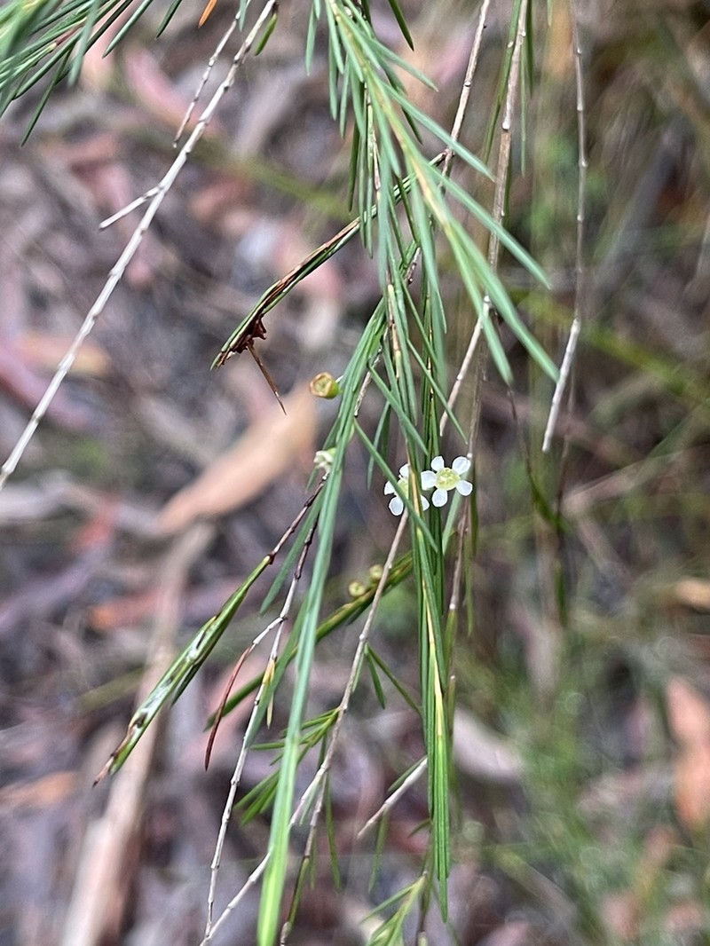 Baeckea linifolia