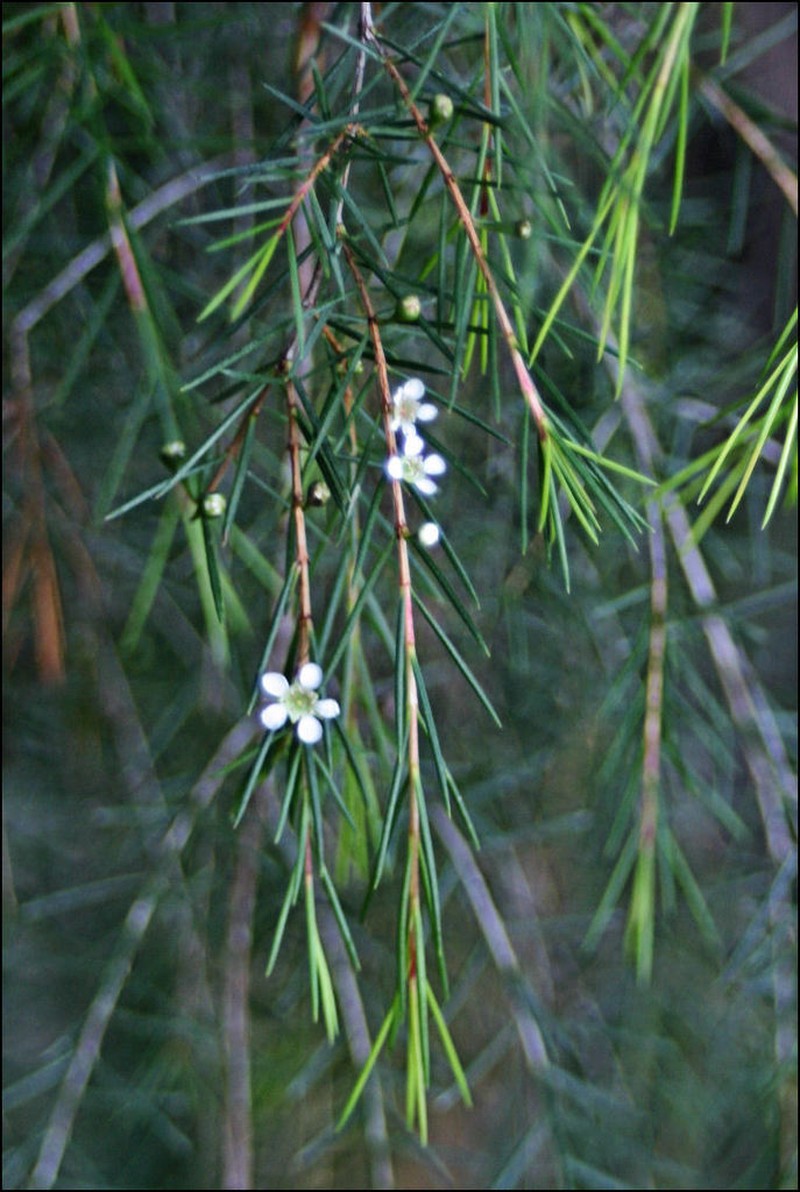 Baeckea linifolia photo 2