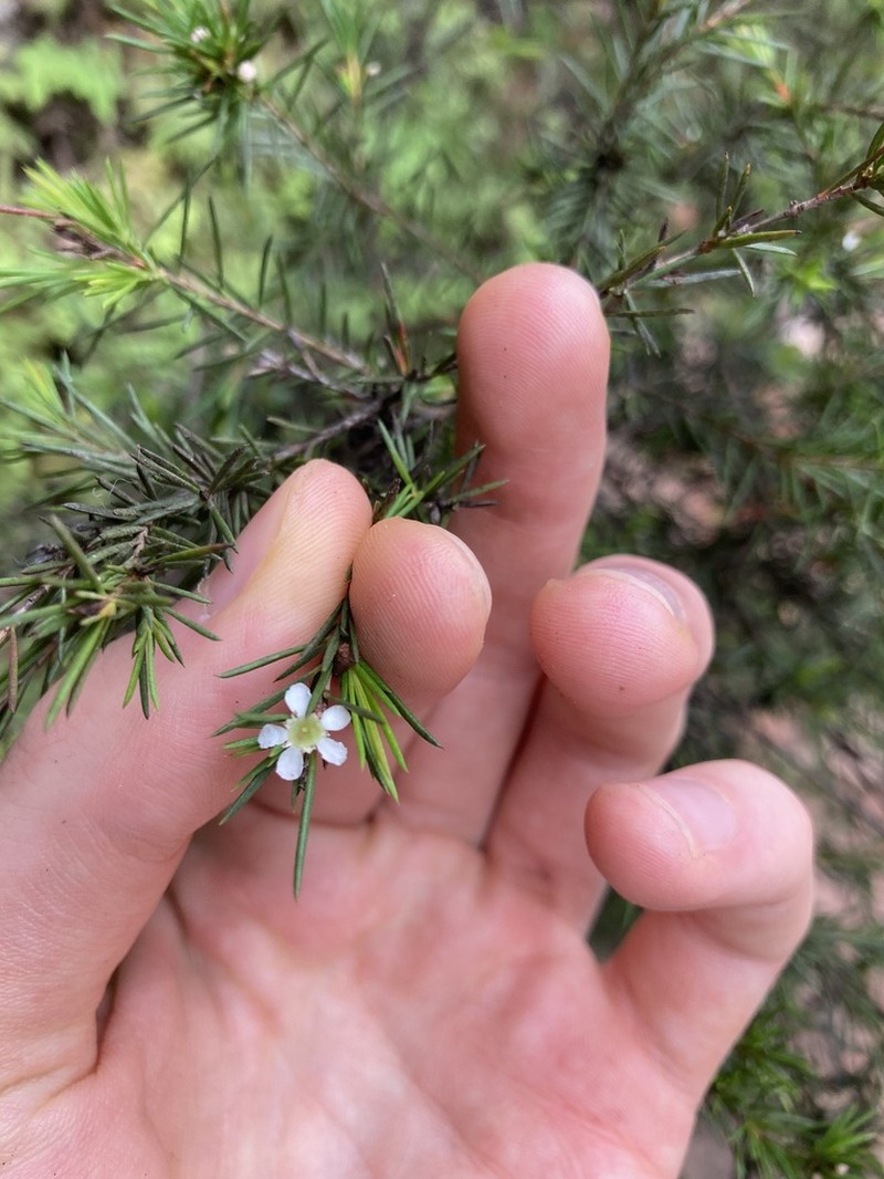 Baeckea linifolia photo 3