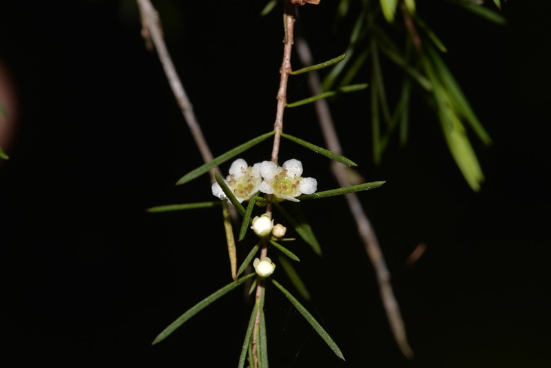 Baeckea linifolia photo 4