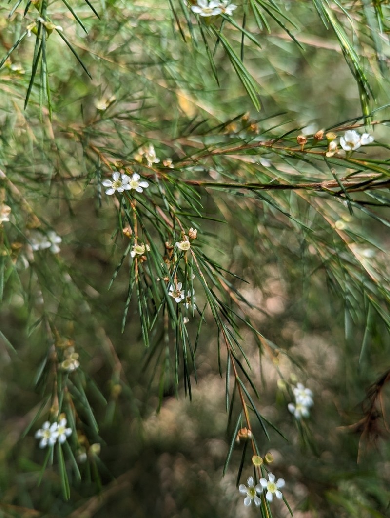 Baeckea linifolia photo 5