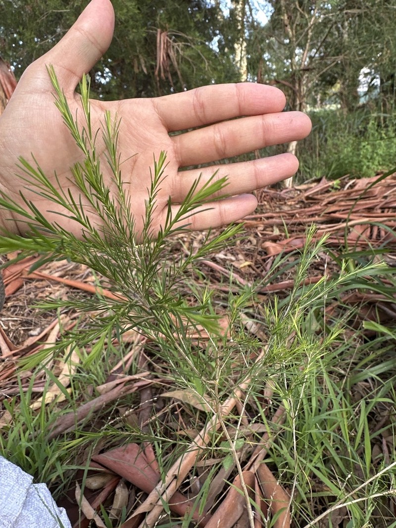 Baeckea linifolia photo 6