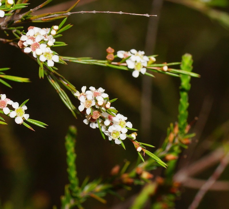 Baeckea linifolia photo 7