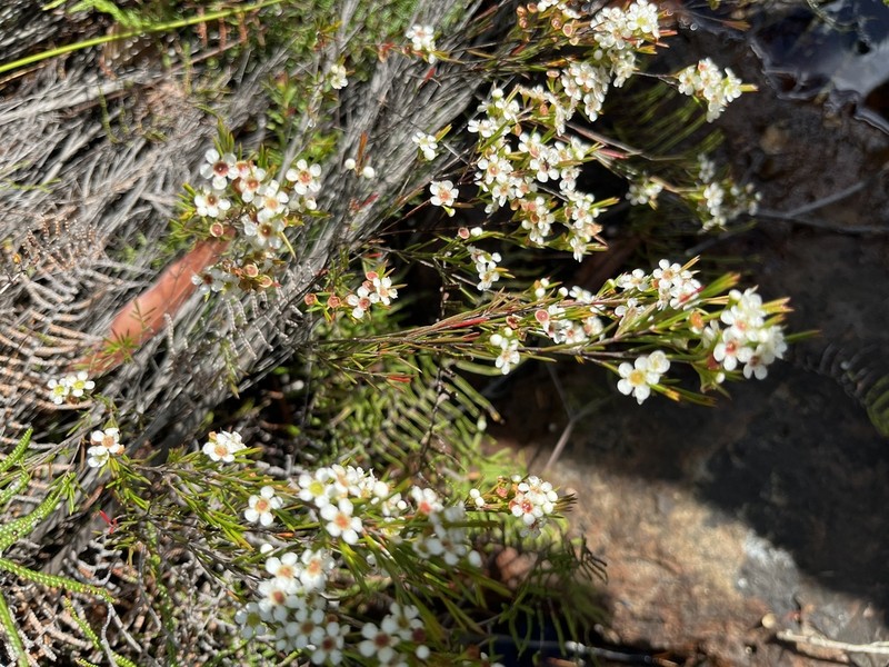 Baeckea linifolia photo 8