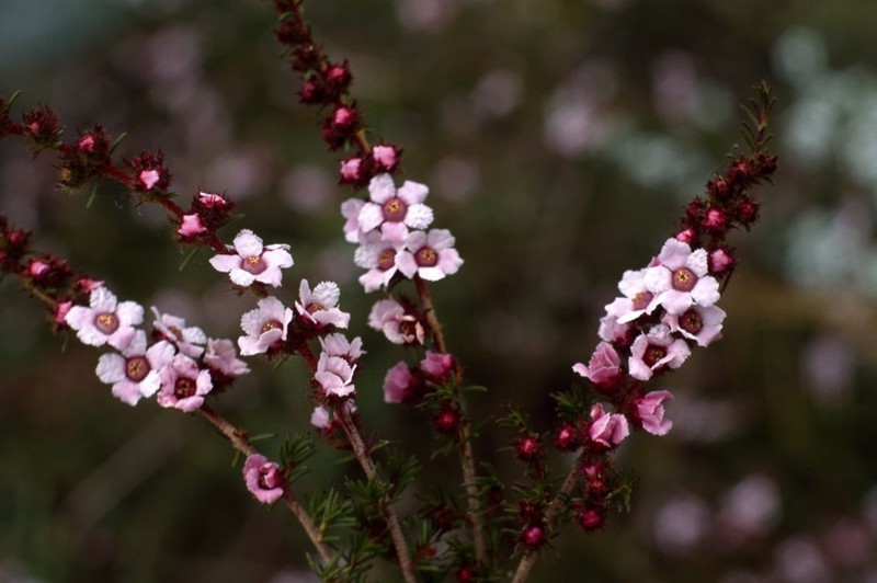 Baeckea muricata