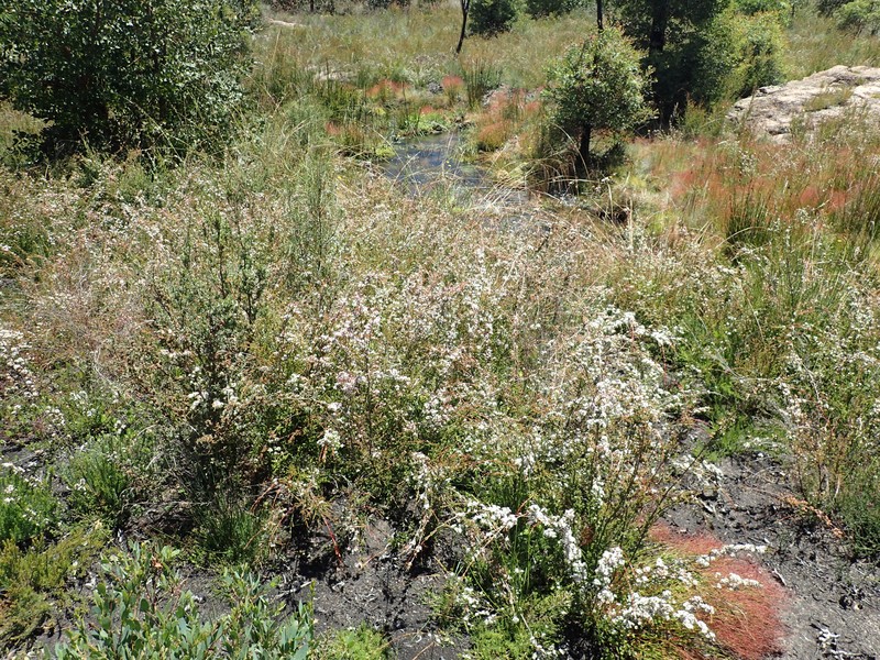 Baeckea omissa photo 2