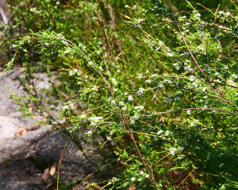 Baeckea omissa photo 4