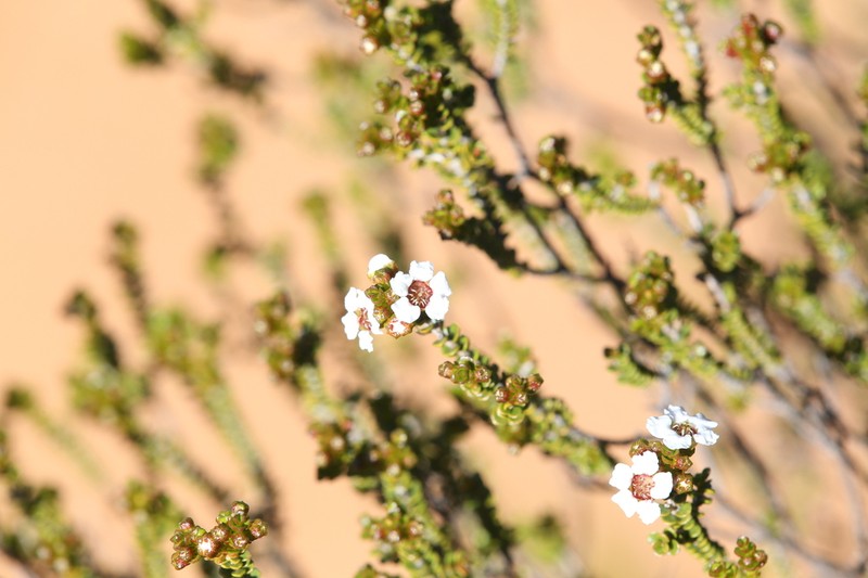 Baeckea pentagonantha photo 2