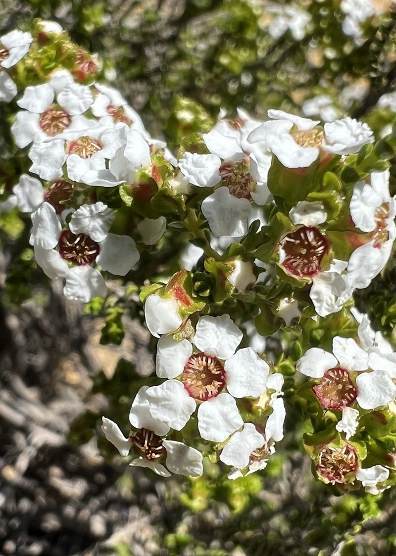 Baeckea pentagonantha photo 3