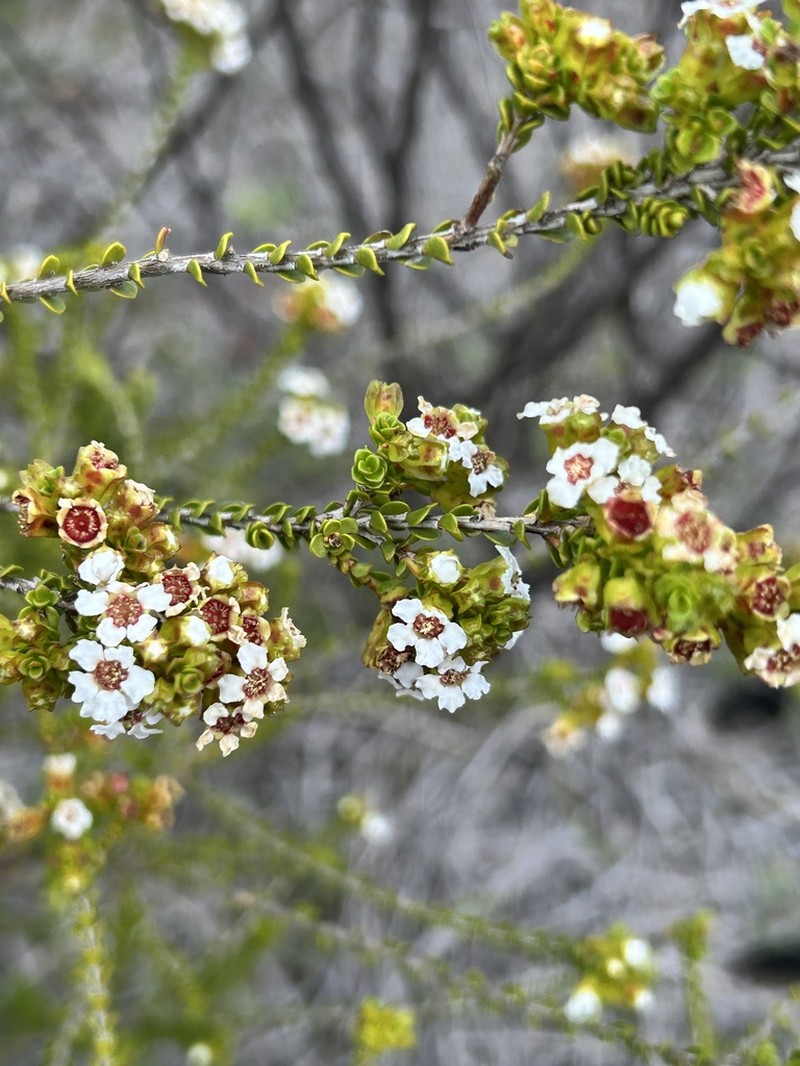Baeckea pentagonantha photo 6