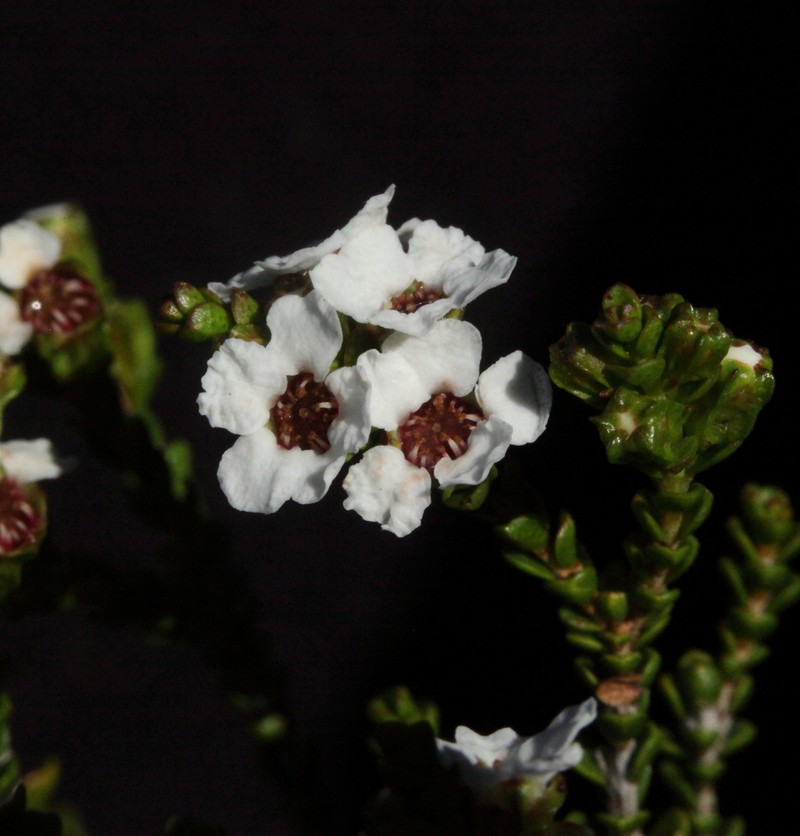 Baeckea pentagonantha photo 7