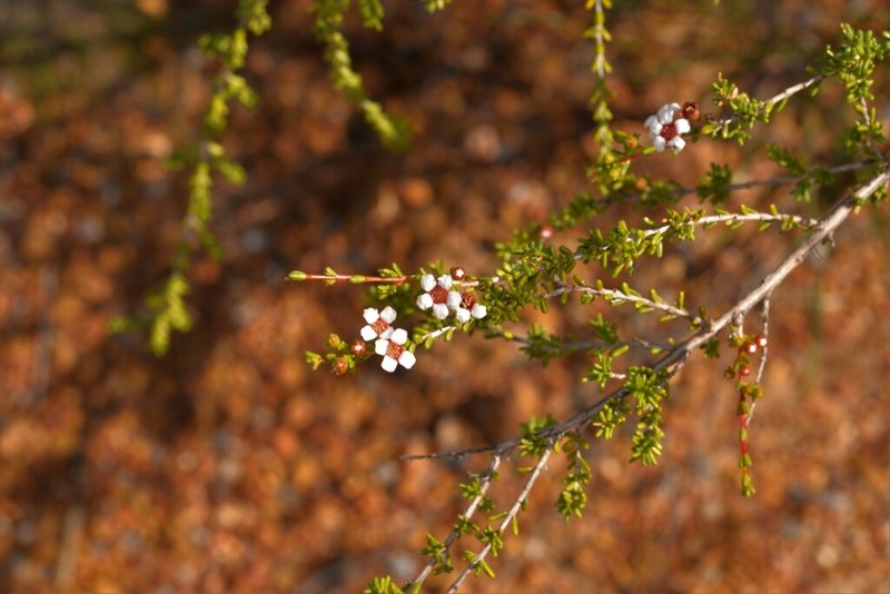 Baeckea robusta