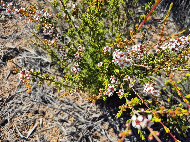 Baeckea robusta photo 2
