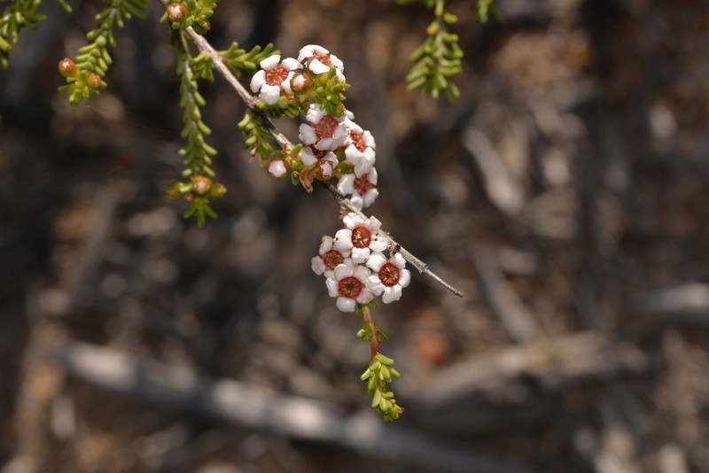 Baeckea robusta photo 4