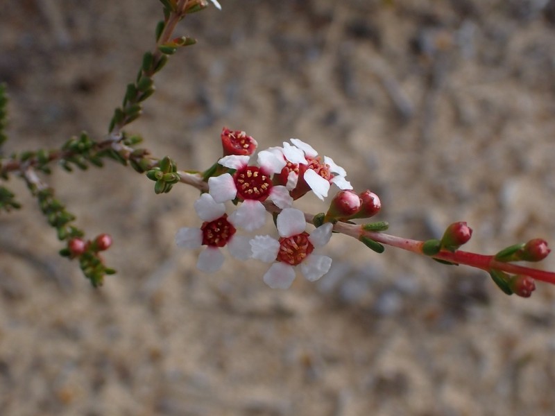 Baeckea robusta photo 6