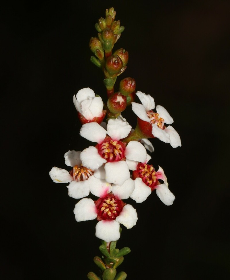 Baeckea robusta photo 8